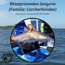Image result for Rhizoprionodon longurio