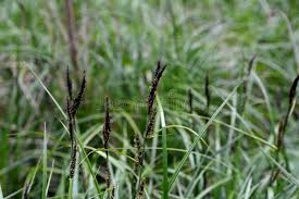 Attēlu rezultāti vaicājumam “Carex appropinquata fruit”