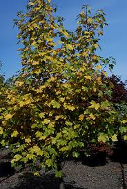 Attēlu rezultāti vaicājumam “Acer pseudoplatanus”