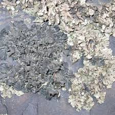 Attēlu rezultāti vaicājumam “Collema flaccidum”