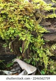 Attēlu rezultāti vaicājumam “Thuidium delicatulum sporophyte”