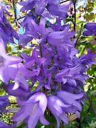 Attēlu rezultāti vaicājumam “Campanula trachelium flower”