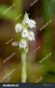 Attēlu rezultāti vaicājumam “Goodyera repens flower”