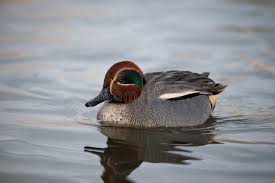 Attēlu rezultāti vaicājumam “Anas crecca male”