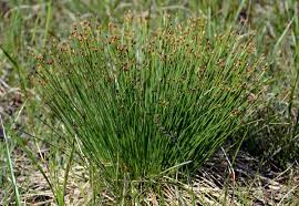 Attēlu rezultāti vaicājumam “Trichophorum cespitosum”