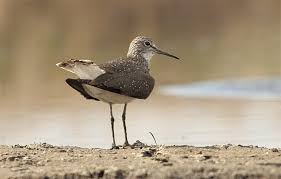 Attēlu rezultāti vaicājumam “Tringa ochropus”