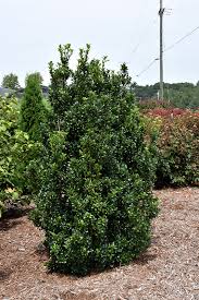 Attēlu rezultāti vaicājumam “Ilex x meserveae”