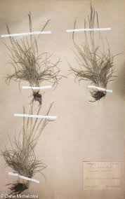 Attēlu rezultāti vaicājumam “Nardus stricta fruit”