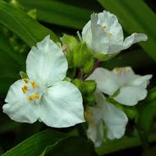 Attēlu rezultāti vaicājumam “Tradescantia virginiana flower”