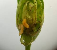 Attēlu rezultāti vaicājumam “Geocrypta galii larva”