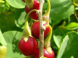 Attēlu rezultāti vaicājumam “Lycogala persicum sessile”