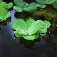 Attēlu rezultāti vaicājumam “Pistia stratiotes”