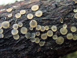 Attēlu rezultāti vaicājumam “Orbilia sp.”