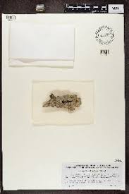 Attēlu rezultāti vaicājumam “Microcalicium disseminatum”