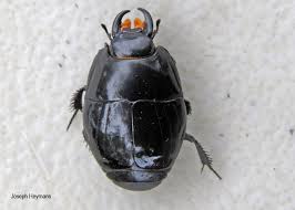 Attēlu rezultāti vaicājumam “Histeridae”