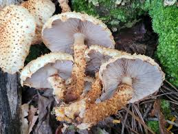 Attēlu rezultāti vaicājumam “Pholiota squarrosoides”