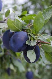 Attēlu rezultāti vaicājumam “Prunus domestica subsp. domestica”