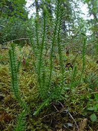 Attēlu rezultāti vaicājumam “Lycopodium annotinum”