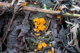 Attēlu rezultāti vaicājumam “Cheilymenia stercorea”