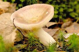 Attēlu rezultāti vaicājumam “Russulales”