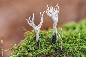 Attēlu rezultāti vaicājumam “Xylaria hypoxylon”