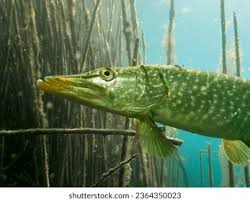Image result for Esox lucius