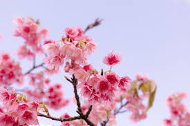 Image result for 緋寒桜