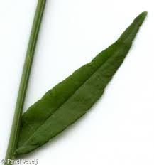 Attēlu rezultāti vaicājumam “Campanula persicifolia leaf”