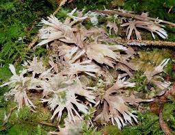 Attēlu rezultāti vaicājumam “Thelephora penicillata”