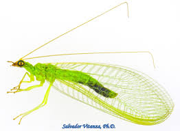 Attēlu rezultāti vaicājumam “Neuroptera”