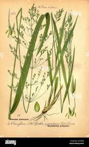 Attēlu rezultāti vaicājumam “Milium effusum”