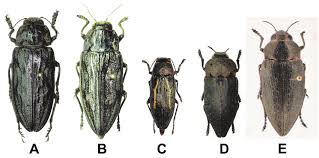 Attēlu rezultāti vaicājumam “Chalcophora mariana”