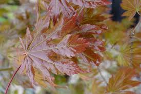 Attēlu rezultāti vaicājumam “Acer pseudosieboldianum”