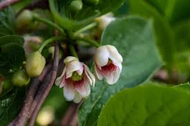 Attēlu rezultāti vaicājumam “Schisandra chinensis flower”