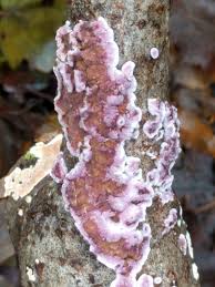 Attēlu rezultāti vaicājumam “Chondrostereum purpureum”