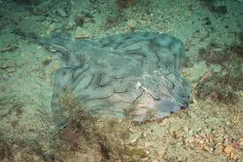 Image result for Raja undulata