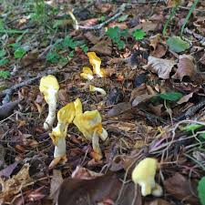 Attēlu rezultāti vaicājumam “Spathularia flavida”