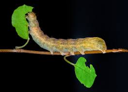 Attēlu rezultāti vaicājumam “Noctua fimbriata”