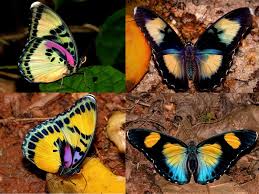 Attēlu rezultāti vaicājumam “Trichia longipalpis spores”