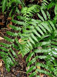 Attēlu rezultāti vaicājumam “Thelypteris palustris”