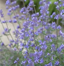 Attēlu rezultāti vaicājumam “Nepeta x faassenii leaf”