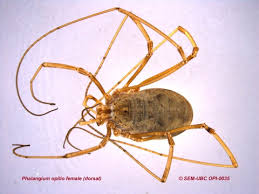 Attēlu rezultāti vaicājumam “Opiliones”