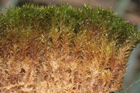 Attēlu rezultāti vaicājumam “Hymenostylium recurvirostrum”