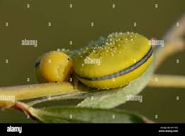 Attēlu rezultāti vaicājumam “Cimbex luteus”