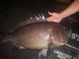 Image result for Hyporthodus quernus