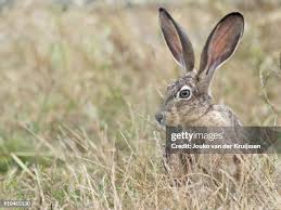 Attēlu rezultāti vaicājumam “Lepus sp.”