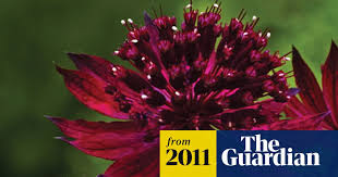 Attēlu rezultāti vaicājumam “Astrantia major fruit”