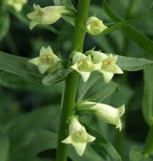 Image result for Digitalis lutea
