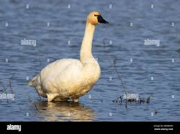 Attēlu rezultāti vaicājumam “Cygnus columbianus”