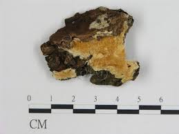 Attēlu rezultāti vaicājumam “Diplomitoporus flavescens”